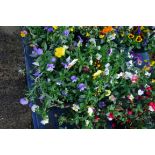 2 hanging baskets of pansies