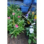 2 tubs of mixed plants with dianthus