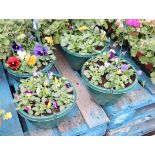 Pair of viola hanging baskets