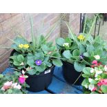 2 patio tubs of mixed plants