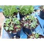 2 patio tubs of mixed plants