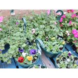 Pair of viola hanging baskets