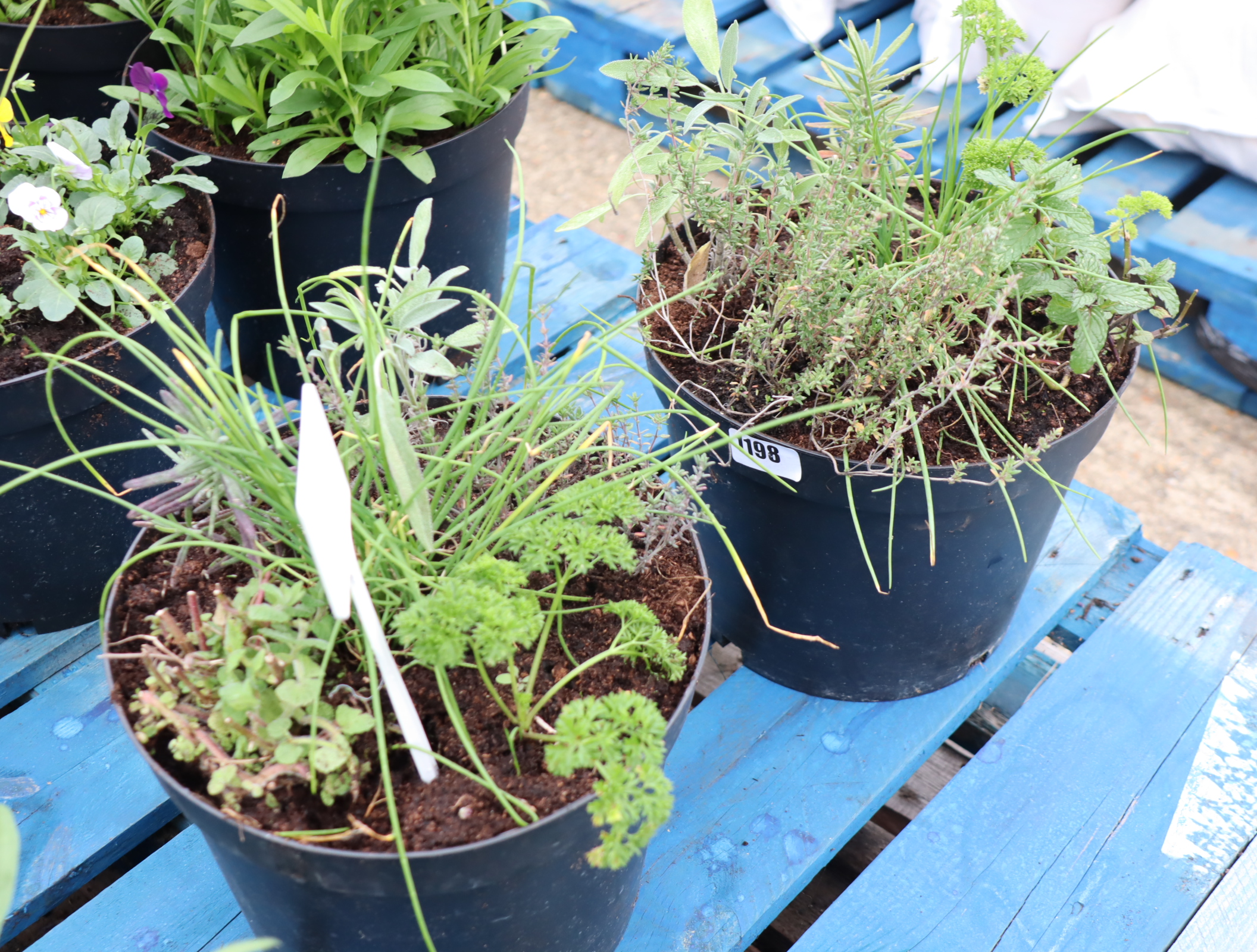 2 patio tubs of mixed herbs