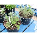 2 patio tubs of mixed herbs