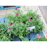 4 small trays of dianthus