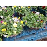 Pair of viola hanging baskets