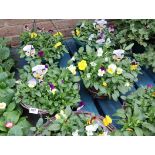 Pair of viola hanging baskets