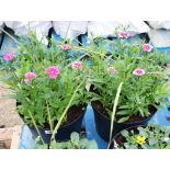 Pair of dianthus patio tubs