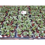 2 large trays of mixed autumn select matric pansies