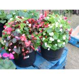 2 bedding begonia patio tubs