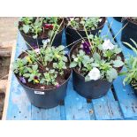 2 patio tubs of mixed plants