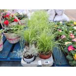 2 trays of mixed grasses
