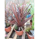 2 potted cordyline