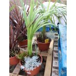 2 potted cordyline