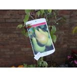 Potted pear tree