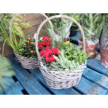 Pair of wicker baskets of mixed plants