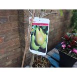 Potted pear tree