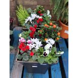 Pair of patio tubs of mixed plants