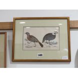 Framed and glazed coloured engraving of birds by Archibald Fullarton