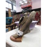 Taxidermist's example of a woodpecker
