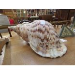 Large decorative shell