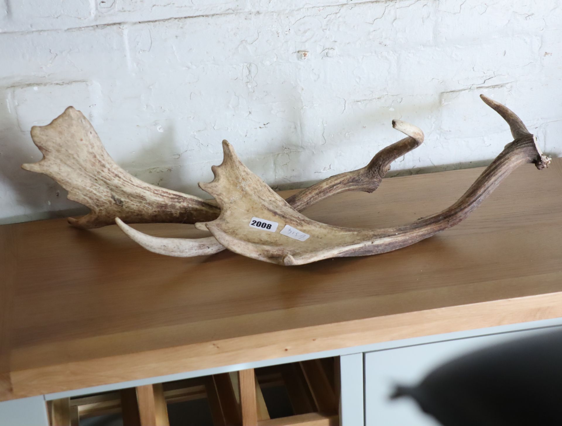 Pair of antlers