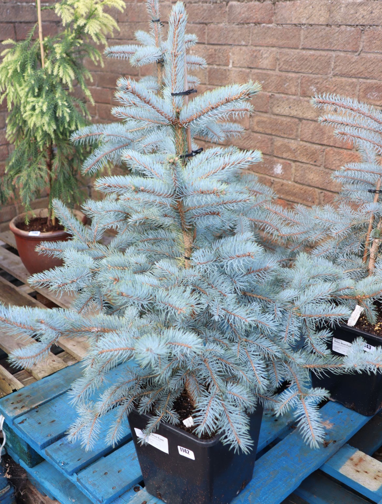 Baby blue eyes picea