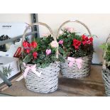 Pair of pre planted wicker baskets containing mixed plants