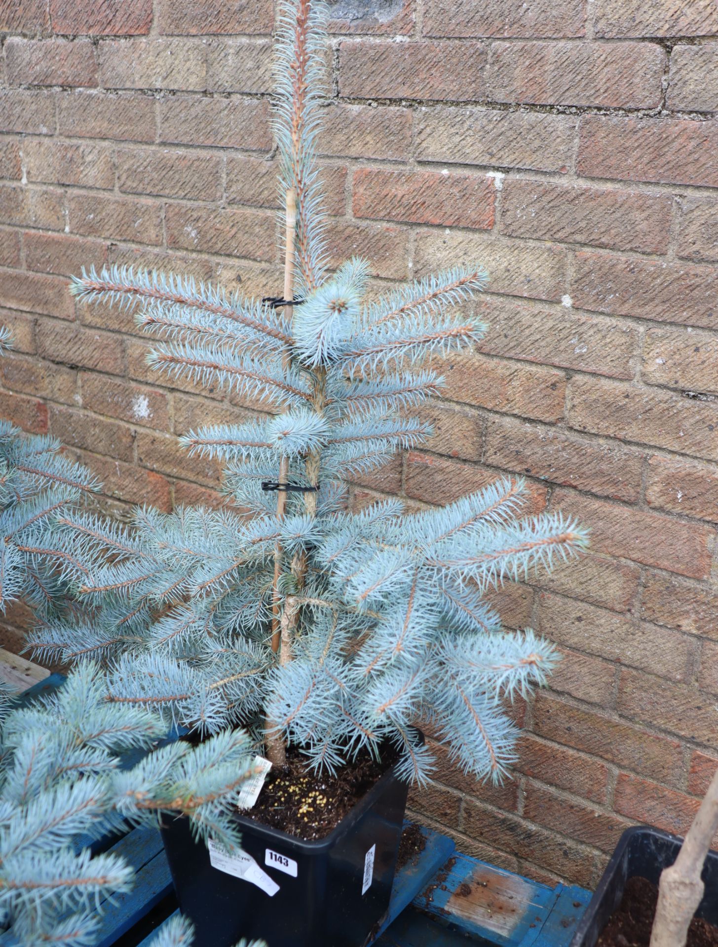 Baby blue eyes picea