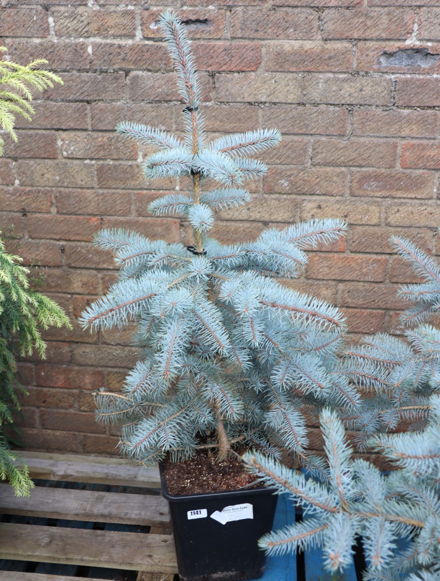 Baby blue eyes picea