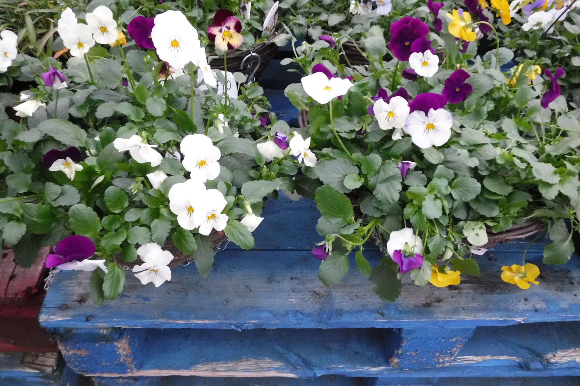 2 hanging baskets of pansies