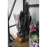 2 euphorbia cacti