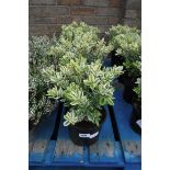 4 potted variegated hebes