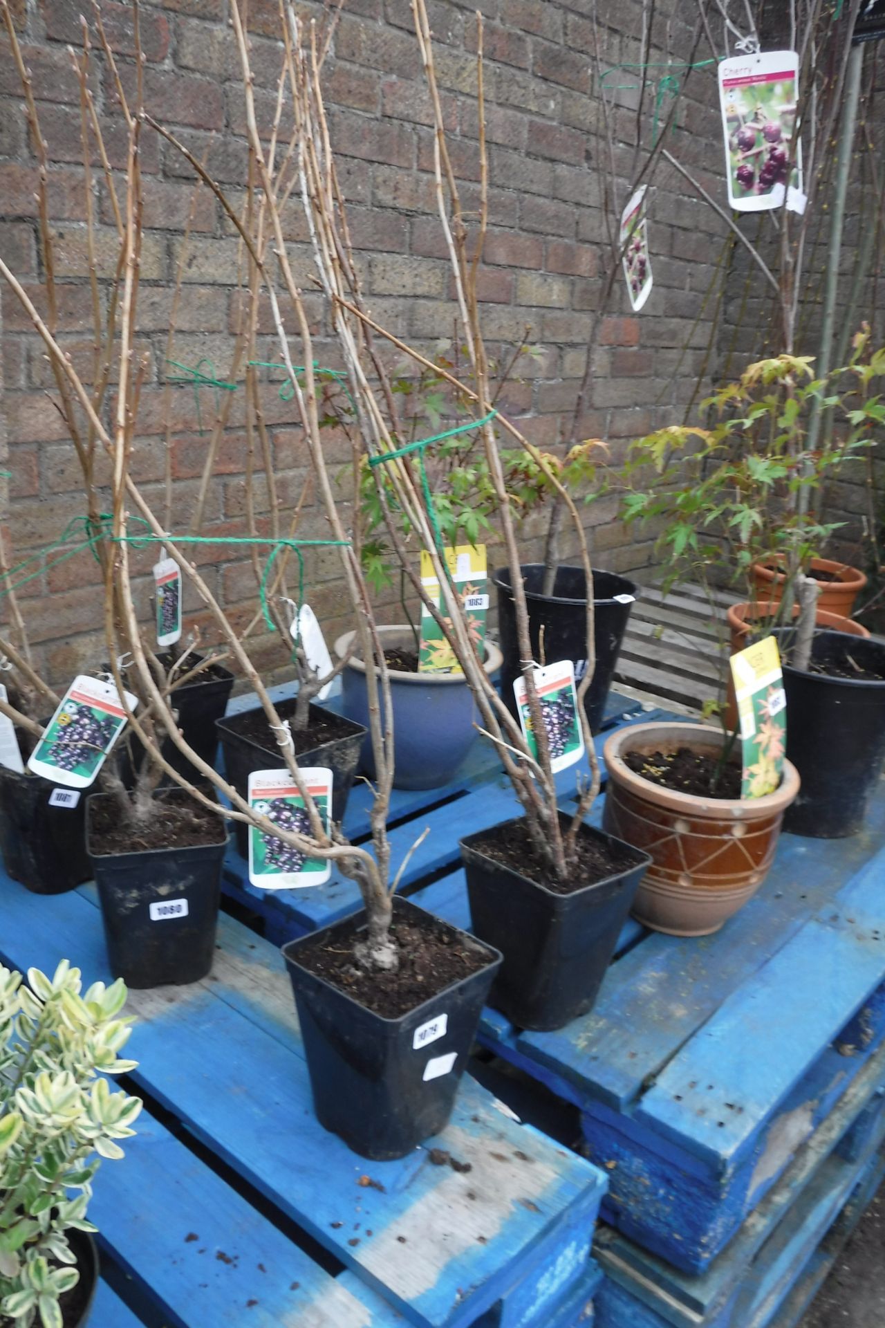 2 blackcurrant bushes