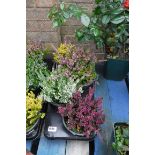 Tray containing mixed colour calluna