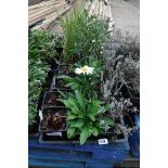 4 small trays of mixed perennial plants