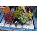 Tray containing mixed colour calluna