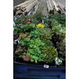 4 small trays of mixed perennial plants