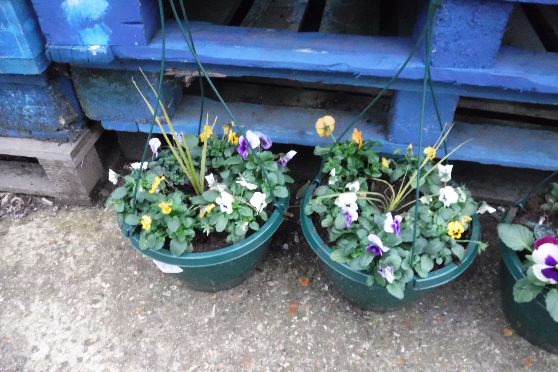 2 hanging baskets of mixed pansies and cordyline
