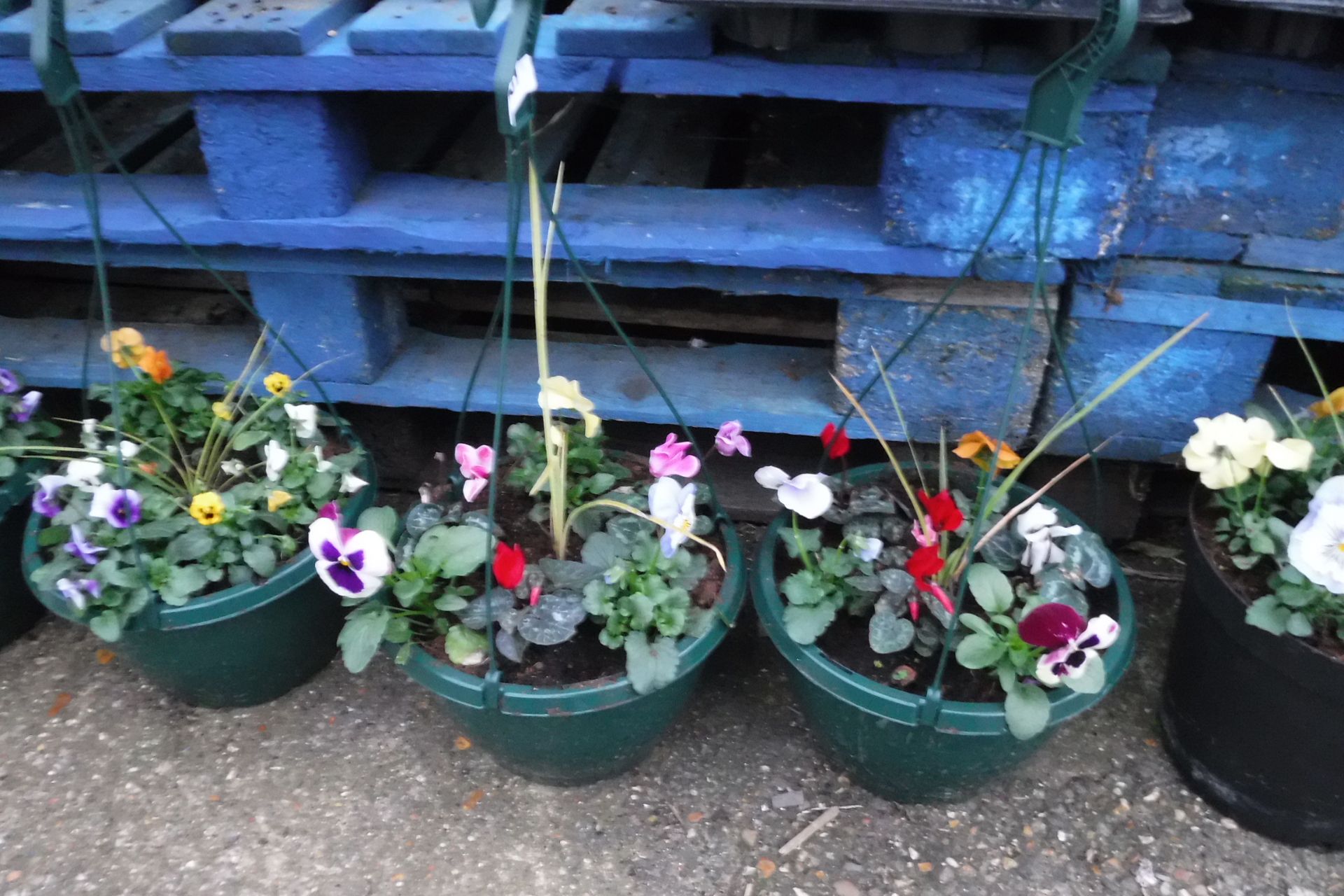 2 hanging baskets of mixed pansies and cordyline