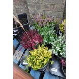 Tray containing mixed colour calluna