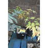 Potted acer