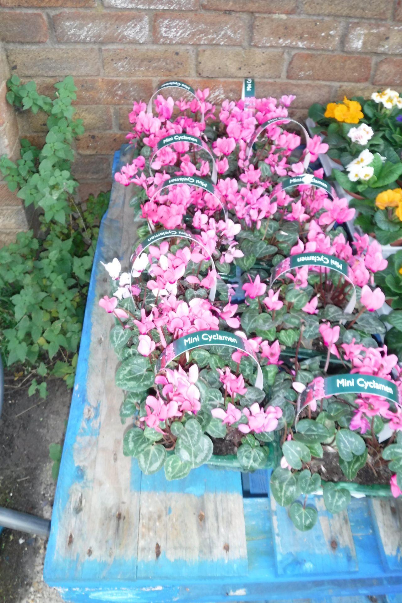 5 small trays of mini cyclamen