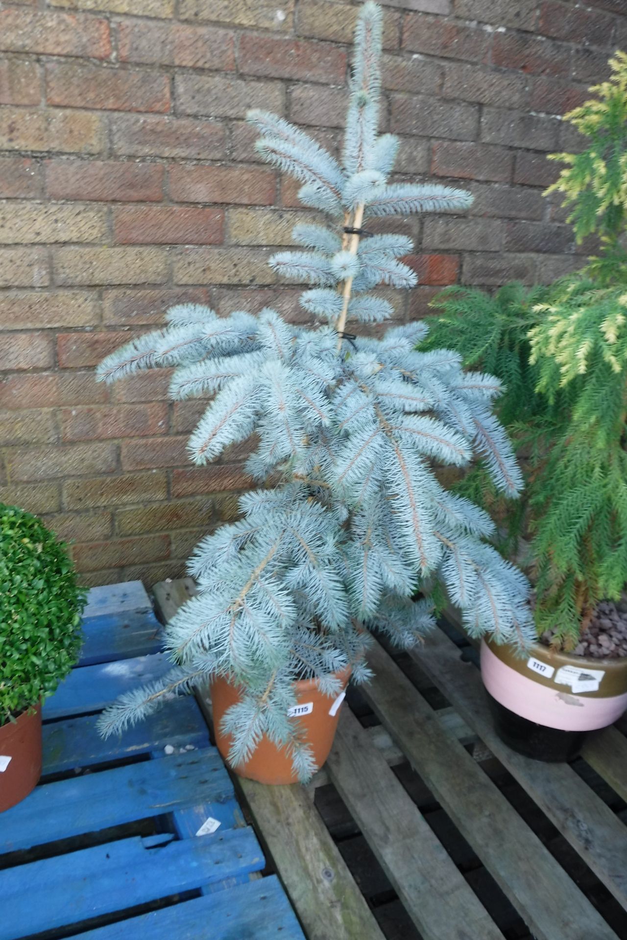 Baby blue picea