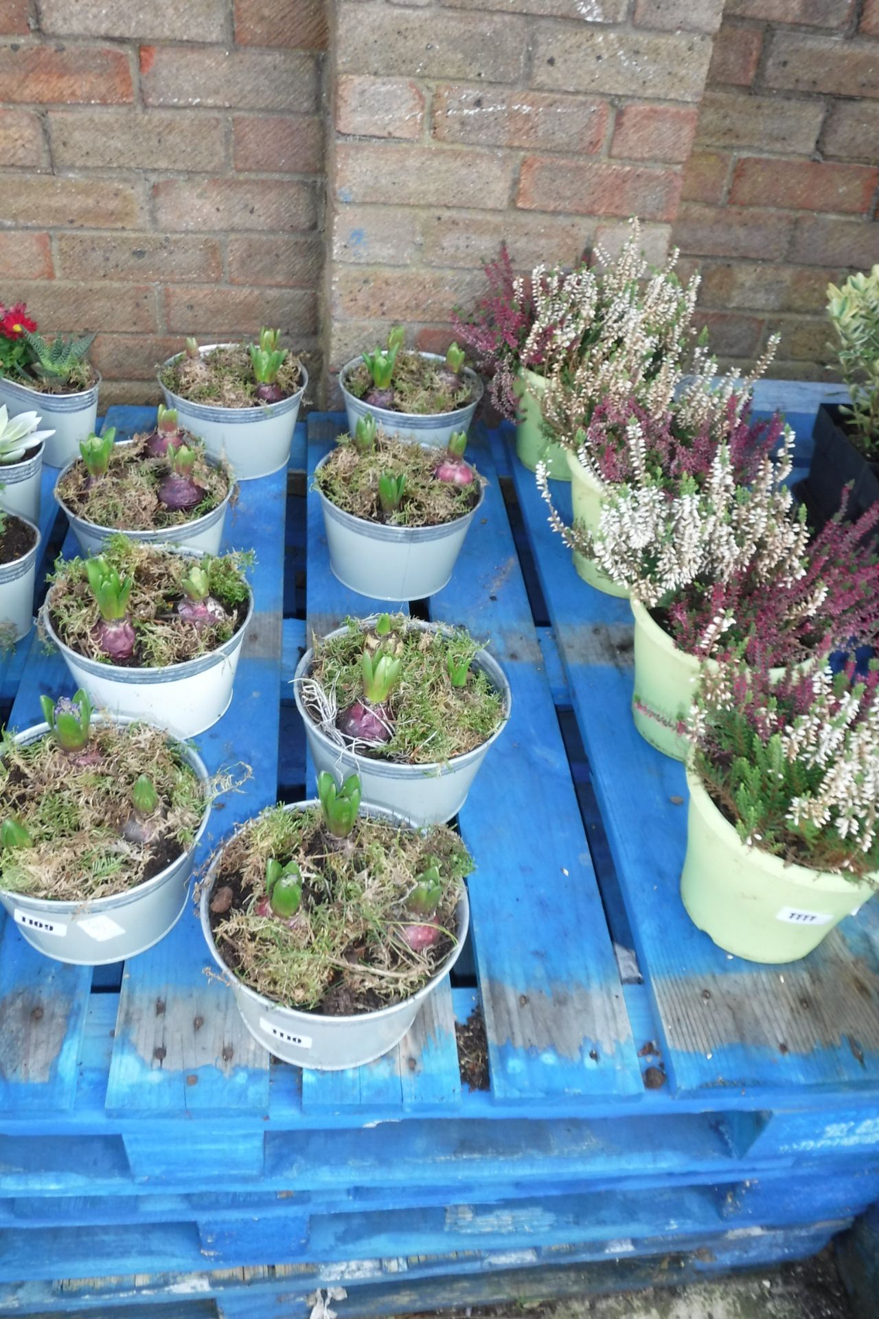 4 hyacinth bowls