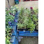 5 trays of mixed perennial plants