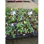 2 large trays of autumn pansies