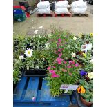 4 trays of festival dianthus