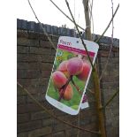 Peregrigme peach tree