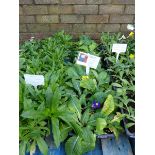 4 small trays of polyanthus